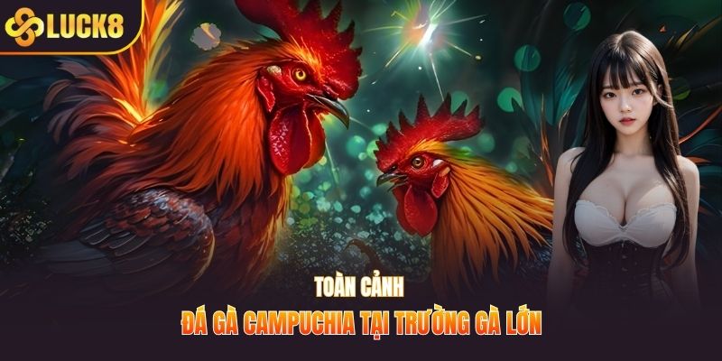 Toàn cảnh đá gà Campuchia tại trường gà lớn